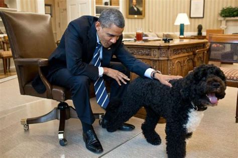 https://resize.indiatvnews.com/en/resize/newbucket/715_-/2017/01/obama-dog-1484324421.jpg