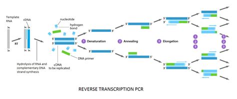 How COVID-19 RT-PCR Test Works? Principle and Protocol