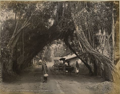 Banyan Tree on the Point De Galle road in Ceylon (Sri Lanka) - 1880's ...