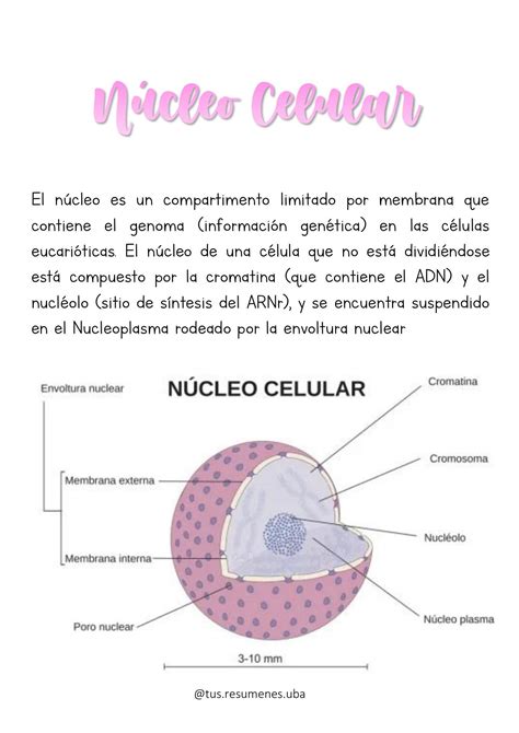 Núcleo Celular (UBA BIOLOGIA) @tus.resumenes.uba | Tus Resúmenes UBA ...