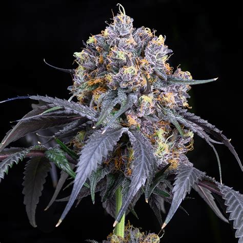 Jet Fuel Gelato Seeds – Premium Cultivars