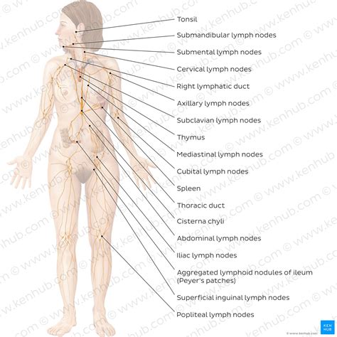 Image result for Lymphatic System Worksheet