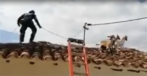 Video: Así fue el rescate de cuatro cabras del techo de una casa en ...