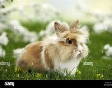 Image result for Dwarf Lionhead Rabbit Black and White
