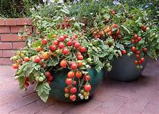 Tomato Container Gardening by The Secret To Container Vegetable Gardening Mnn Tomato Container Gardening