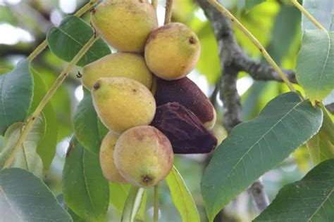 Fig Tree Types 的图像结果