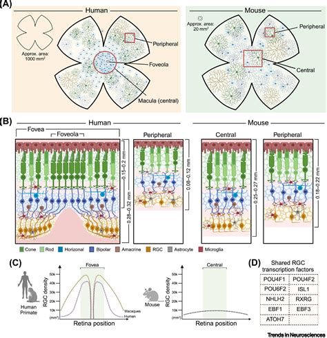 Retinal ganglion cell circuits and glial interactions in humans and ...