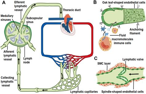 Image result for Lymphatic Trunks Function Diagram
