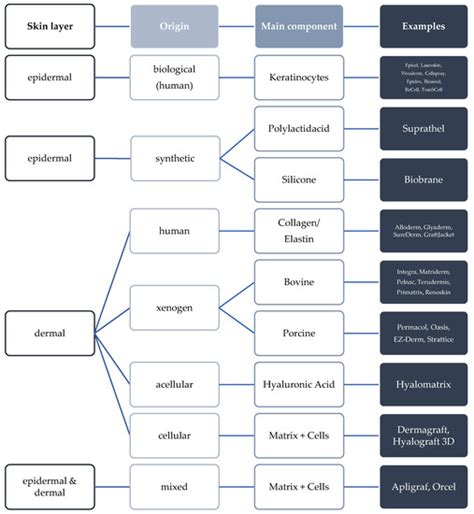 Improving Vascularization of Biomaterials for Skin and Bone ...