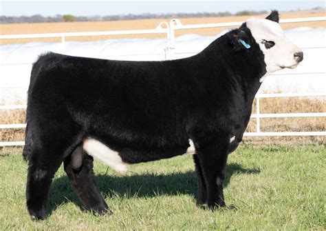 2024 Sire Directory by American Maine-Anjou Association - Issuu