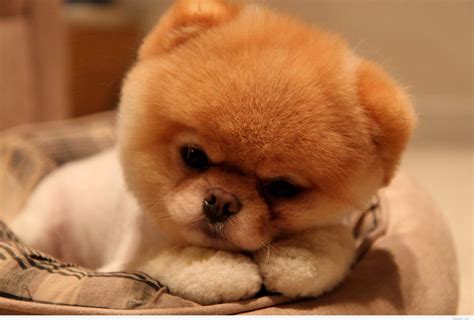 Small Cute Dogs Wallpapers - Top Free Small Cute Dogs Backgrounds ...