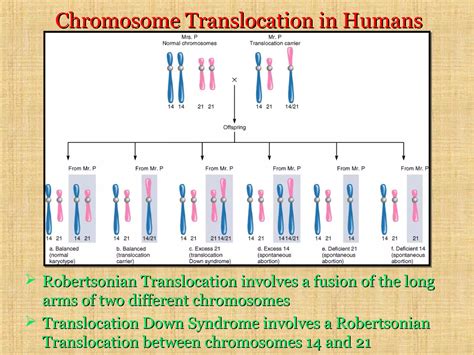 chromosomal mutation | PPT