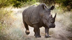 Image result for African Predators vs Predators