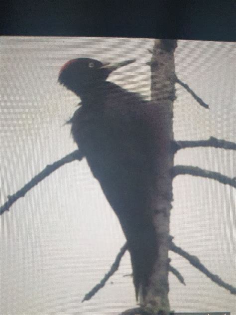 Observation 的图像结果