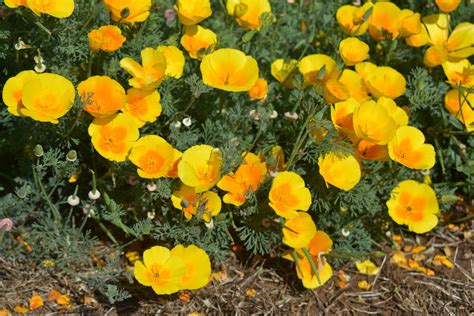 Silver Falls Seed Company - Poppy - California Perennial