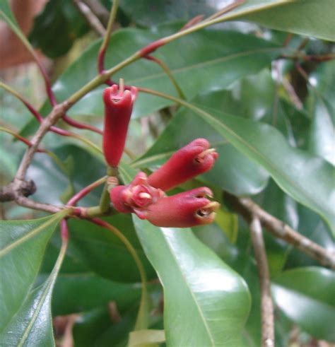Polynesian Produce Stand : ~CLOVE~ Aromatic ANCIENT SPICE Tree ~KRETEK ...