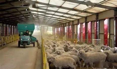 陕西榆林：发展湖羊规模养殖_图片新闻_中国政府网