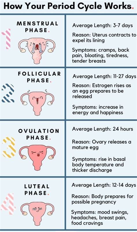 How Periods Work Animation 的图像结果