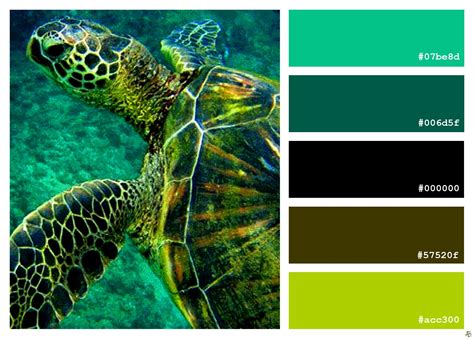 Sea turtle color palette – Artofit