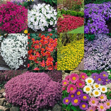 Shop Perennial Ground Cover Collection | J. Parker's