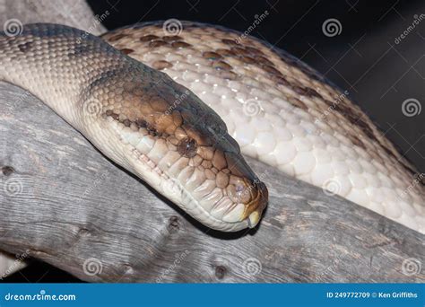 Image result for Biggest Scrub Python