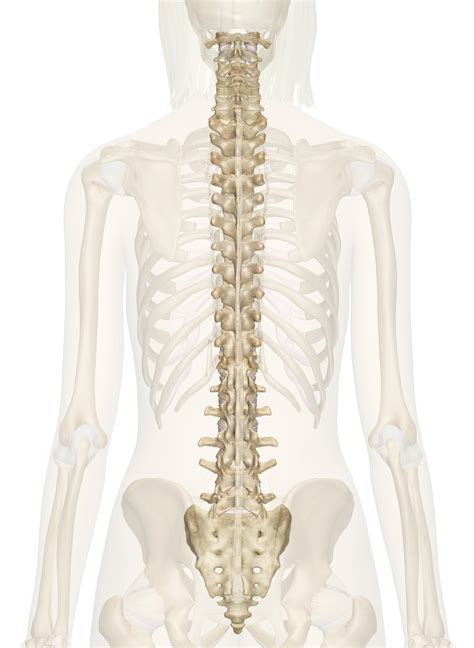 Vertebral Column Anatomy Spinal Anatomy | Vertebral Column