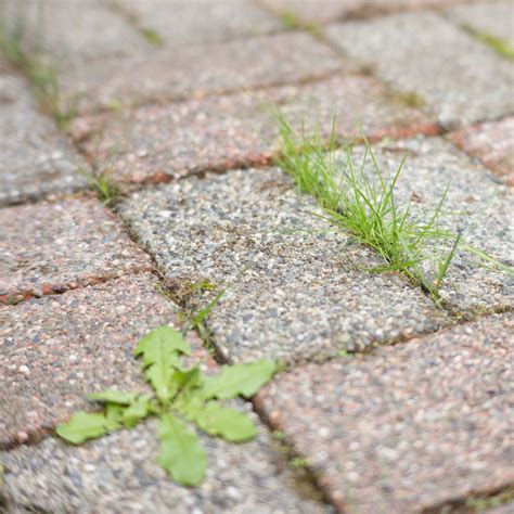 Does white vinegar kill weeds? | Ideal Home
