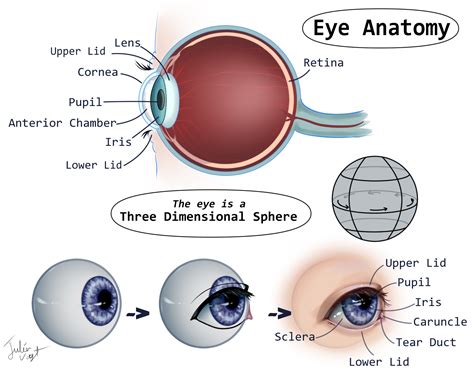 Eyeball Side View Diagram