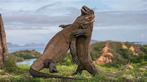 How Fast Are Komodo Dragons and Their Hunting Skills?
