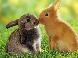 Image result for Spring Bunnies for Imbolc