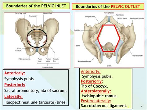 Pectineal Line Of Pelvic Brim at Clinton Spears blog