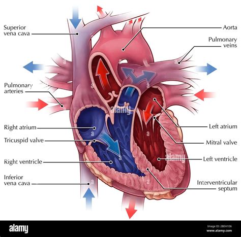 Left Atrioventricular Valve