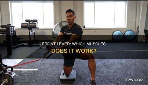 Image result for Front Lever Muscles
