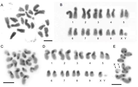Satellitome Analysis of Adalia bipunctata (Coleoptera): Revealing ...