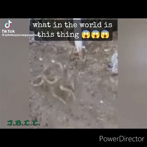 Alien On Video 的图像结果