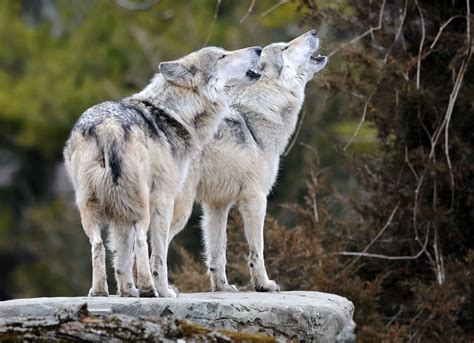 What Do Wolves Eat? A Closer Look at The Hungry Hunters