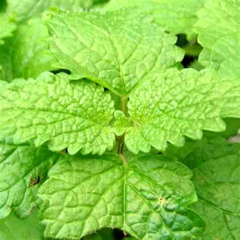 1000 LEMON BALM CITRONELLA PERENNIAL SEEDS MOSQUITO INSECT REPELLENT ...
