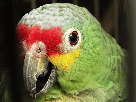 Image result for Bird Simple Parrot Image