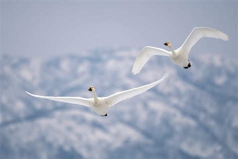 Can Swans Fly? (Distance, Height, Speed & Migration)