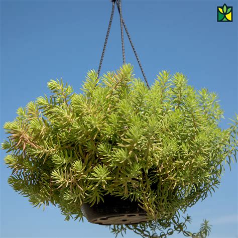 Golden Sedum - Sedum Adolphii - Order Online