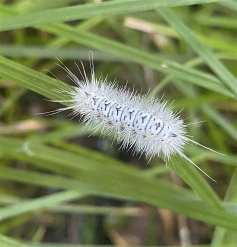 About Hickory Tussock Moth - Maryland Biodiversity Project