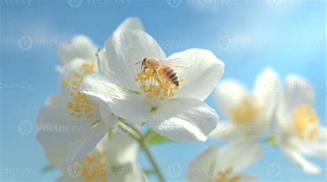 Bee pollinates white flower against a clear blue sky background ...
