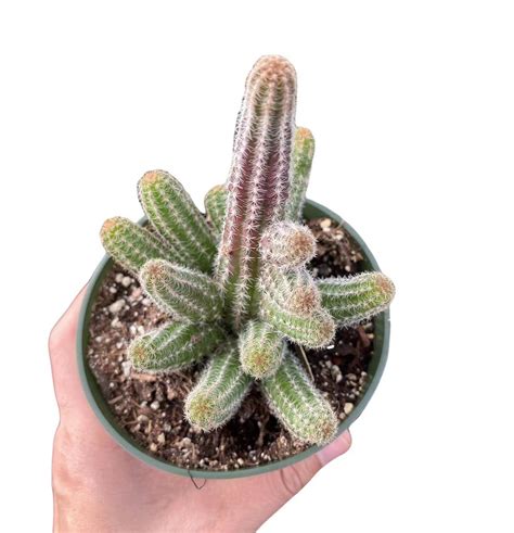 Cactus Plants for Terrariums: Perfect Varieties - HouseplantJoy.com