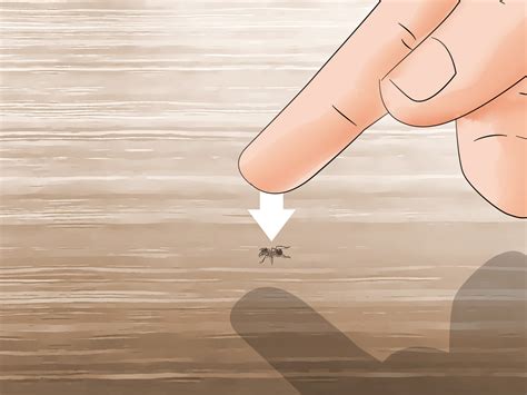 3 Ways to Get Rid of Ants - wikiHow