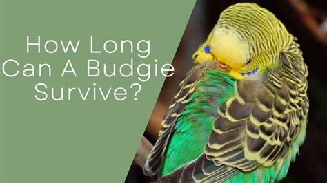 How Long Can A Budgie Survive?