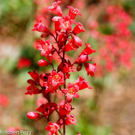 Coral Bells Flower