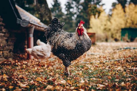 2,000+ Best Chicken Photos · 100% Free Download · Pexels Stock Photos