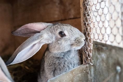 Rabbit Ear Mites: 4 Signs to Watch For and How to Treat It - Every ...