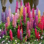 Lupinus Polyphyllus Seeds - Rainbow Tutti Frutti Lupine for Pollinator ...