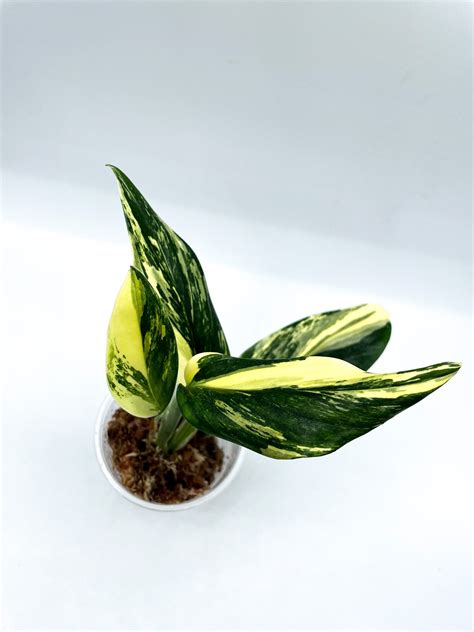 How can I make my Monstera standleyana aurea more variegated? | Le Botanist